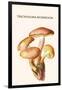 Tricholoma Mushroom-L. Dufour-Framed Art Print