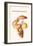 Tricholoma Mushroom-L. Dufour-Framed Art Print