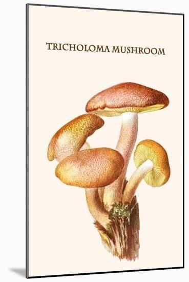 Tricholoma Mushroom-L. Dufour-Mounted Art Print