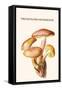 Tricholoma Mushroom-L. Dufour-Framed Stretched Canvas
