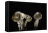 Tricholoma Saponaceum (Soap-Scented Toadstool, Soapy Knight, Soap Tricholoma)-Paul Starosta-Framed Stretched Canvas