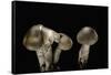 Tricholoma Saponaceum (Soap-Scented Toadstool, Soapy Knight, Soap Tricholoma)-Paul Starosta-Framed Stretched Canvas
