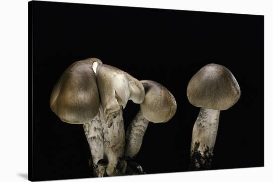 Tricholoma Saponaceum (Soap-Scented Toadstool, Soapy Knight, Soap Tricholoma)-Paul Starosta-Stretched Canvas