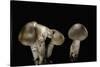 Tricholoma Saponaceum (Soap-Scented Toadstool, Soapy Knight, Soap Tricholoma)-Paul Starosta-Stretched Canvas