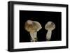 Tricholoma Saponaceum (Soap-Scented Toadstool, Soapy Knight, Soap Tricholoma)-Paul Starosta-Framed Photographic Print