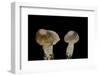 Tricholoma Saponaceum (Soap-Scented Toadstool, Soapy Knight, Soap Tricholoma)-Paul Starosta-Framed Photographic Print