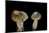 Tricholoma Saponaceum (Soap-Scented Toadstool, Soapy Knight, Soap Tricholoma)-Paul Starosta-Mounted Photographic Print