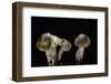 Tricholoma Saponaceum (Soap-Scented Toadstool, Soapy Knight, Soap Tricholoma)-Paul Starosta-Framed Photographic Print