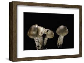 Tricholoma Saponaceum (Soap-Scented Toadstool, Soapy Knight, Soap Tricholoma)-Paul Starosta-Framed Photographic Print