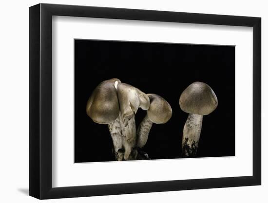 Tricholoma Saponaceum (Soap-Scented Toadstool, Soapy Knight, Soap Tricholoma)-Paul Starosta-Framed Photographic Print