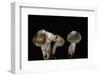 Tricholoma Saponaceum (Soap-Scented Toadstool, Soapy Knight, Soap Tricholoma)-Paul Starosta-Framed Photographic Print