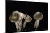 Tricholoma Saponaceum (Soap-Scented Toadstool, Soapy Knight, Soap Tricholoma)-Paul Starosta-Mounted Photographic Print