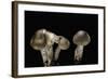 Tricholoma Saponaceum (Soap-Scented Toadstool, Soapy Knight, Soap Tricholoma)-Paul Starosta-Framed Photographic Print
