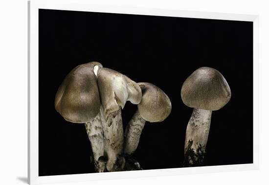 Tricholoma Saponaceum (Soap-Scented Toadstool, Soapy Knight, Soap Tricholoma)-Paul Starosta-Framed Photographic Print