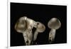 Tricholoma Saponaceum (Soap-Scented Toadstool, Soapy Knight, Soap Tricholoma)-Paul Starosta-Framed Photographic Print