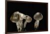 Tricholoma Saponaceum (Soap-Scented Toadstool, Soapy Knight, Soap Tricholoma)-Paul Starosta-Framed Photographic Print