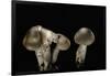 Tricholoma Saponaceum (Soap-Scented Toadstool, Soapy Knight, Soap Tricholoma)-Paul Starosta-Framed Photographic Print