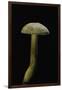 Tricholoma Sulfureum-Paul Starosta-Framed Premium Photographic Print