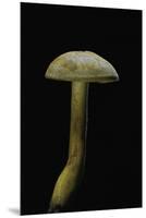 Tricholoma Sulfureum-Paul Starosta-Mounted Premium Photographic Print