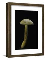 Tricholoma Sulfureum-Paul Starosta-Framed Photographic Print