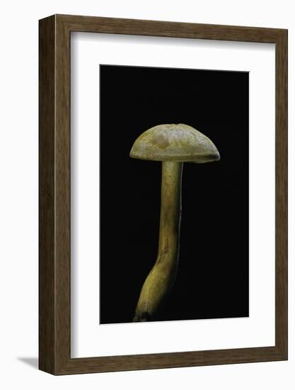 Tricholoma Sulfureum-Paul Starosta-Framed Photographic Print