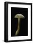 Tricholoma Sulfureum-Paul Starosta-Framed Photographic Print