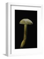 Tricholoma Sulfureum-Paul Starosta-Framed Photographic Print