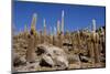 Trichoreus Cacti-Tomaz Kunst-Mounted Photographic Print