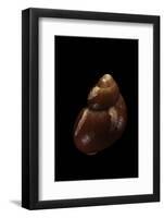 Tricolia Capensis-Paul Starosta-Framed Photographic Print