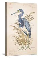 Tricolor Heron-Chad Barrett-Stretched Canvas