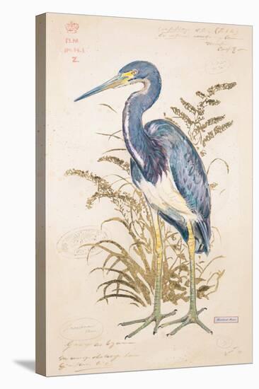 Tricolor Heron-Chad Barrett-Stretched Canvas