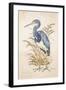 Tricolor Heron-Chad Barrett-Framed Art Print