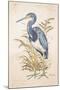 Tricolor Heron-Chad Barrett-Mounted Art Print