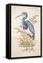 Tricolor Heron-Chad Barrett-Framed Stretched Canvas