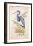 Tricolor Heron-Chad Barrett-Framed Art Print