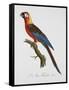 Tricolor Macaw-Jacques Barraband-Framed Stretched Canvas