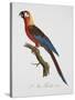 Tricolor Macaw-Jacques Barraband-Stretched Canvas