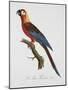 Tricolor Macaw-Jacques Barraband-Mounted Giclee Print