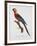 Tricolor Macaw-Jacques Barraband-Framed Giclee Print