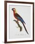 Tricolor Macaw-Jacques Barraband-Framed Giclee Print