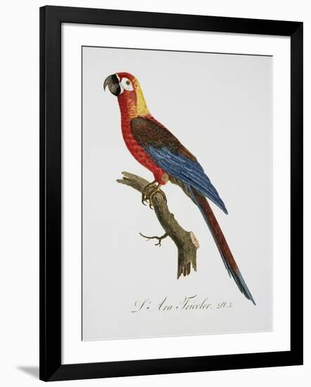 Tricolor Macaw-Jacques Barraband-Framed Giclee Print