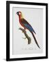 Tricolor Macaw-Jacques Barraband-Framed Giclee Print