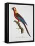 Tricolor Macaw-Jacques Barraband-Framed Stretched Canvas