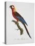 Tricolor Macaw-Jacques Barraband-Stretched Canvas