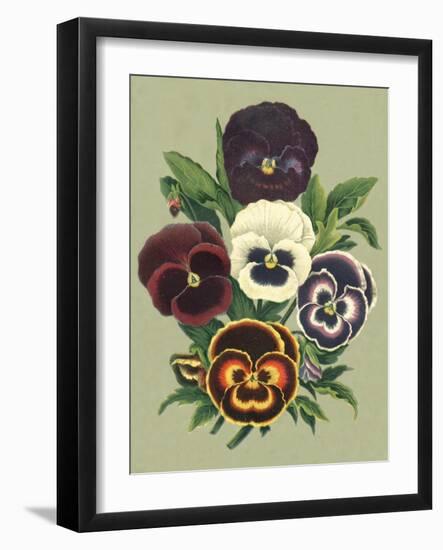 Tricolor Pansies I-Vision Studio-Framed Art Print