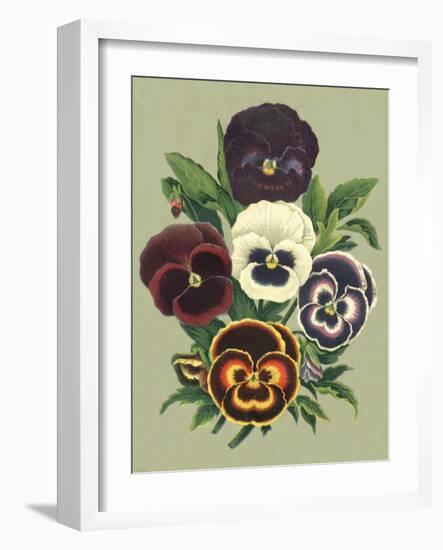 Tricolor Pansies I-Vision Studio-Framed Art Print