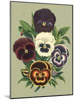 Tricolor Pansies I-Vision Studio-Mounted Art Print