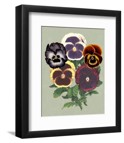 Tricolor Pansies II--Framed Art Print
