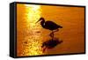 Tricolored Heron (Egretta Tricolor)-Lynn M^ Stone-Framed Stretched Canvas