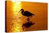 Tricolored Heron (Egretta Tricolor)-Lynn M^ Stone-Stretched Canvas